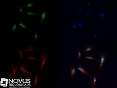 Immunocytochemistry/ Immunofluorescence: Histone H3 [Monomethyl Lys56] Antibody - BSA Free [NB21-1341]